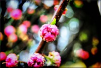 /album/galerie-foto/dsc0315-jpg/