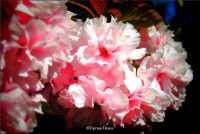 /album/galerie-foto/dsc0487-jpg/