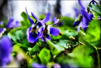 /album/galerie-foto/dsc0049-jpg/