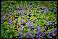 /album/galerie-foto/dsc0055-jpg/