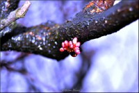 /album/galerie-foto/dsc0091-jpg/