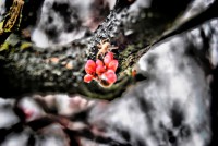 /album/galerie-foto/dsc0100-jpg/