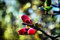 /album/galerie-foto/dsc-0085-jpg/