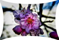 /album/galerie-foto/dsc0024-jpg/