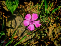 /album/galerie-foto/p9050313-jpg/