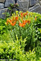 /album/galerie-foto/dsc0970-jpg/