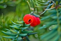 /album/galerie-foto/dsc0070-jpg/